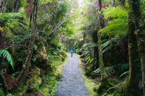 Preview: Female hiker walking on hiking trail in lush old growth forest at New Zealand
