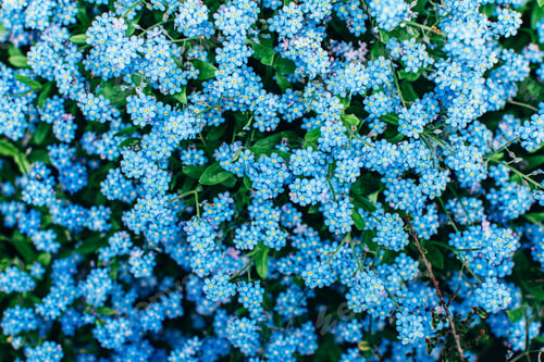 Preview: Top view of small blue flowers forget-me-not.