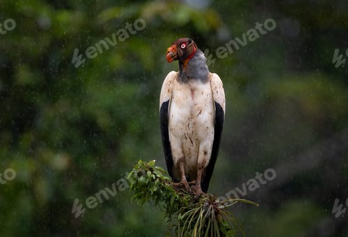 Preview: King Vulture in Costa Rica