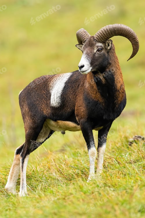 Preview: Calm mouflon ram standing on field in autumn nature