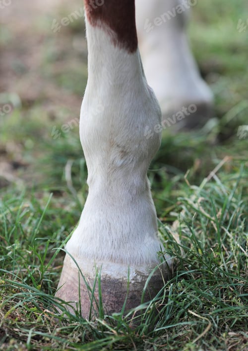 Preview: Horse