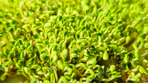 Preview: Microgreens. Growing Chia at Home. . Step-by-Step Instructions.