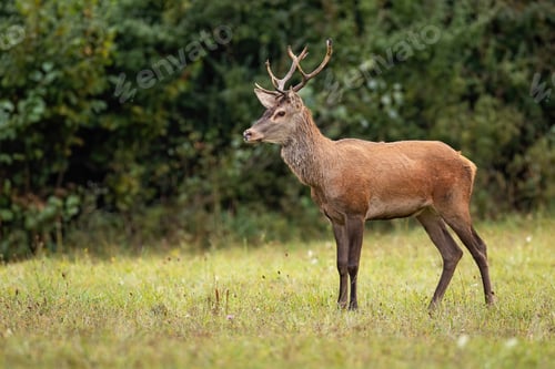 Preview: Red deer stag watching anxiously in the wilderness with copy space