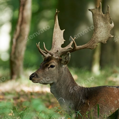 Preview: Fallow deer (Dama dama)
