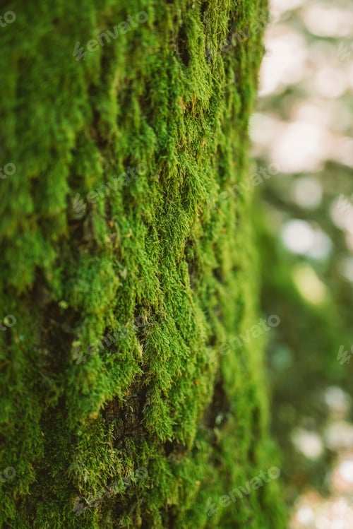 Preview: Moss