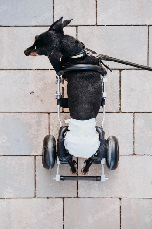 Preview: Dog with wheelchair on street