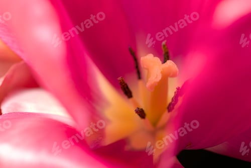 Preview: close-up of a deep purple tulip blossom with stamen and pistils