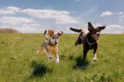 Preview: Two happy dogs are running across field against blue sky. spotted greyhound and Labrador retriever.