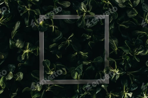 Preview: close-up view of frame and dark green leaves, floral background