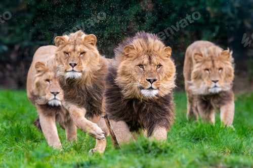 Preview: Majestic Lions in Wildlife Reserve