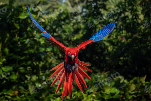 Preview: Scarlet Macaw in Costa Rica