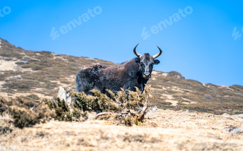 Preview: wild animal Yak