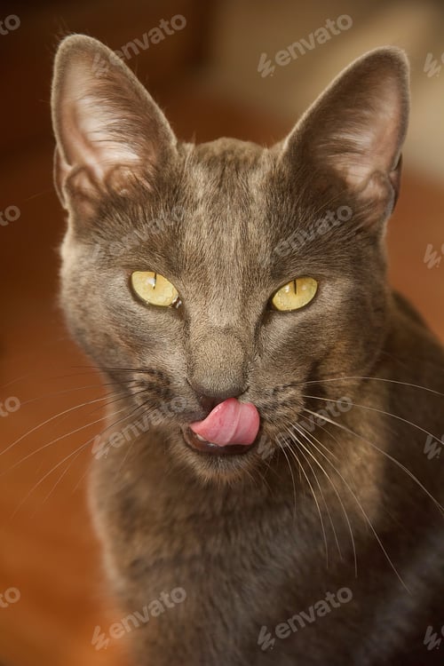 Preview: Tasty tuna