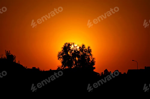 Preview: At sunset Silhouette of a tree against the sky