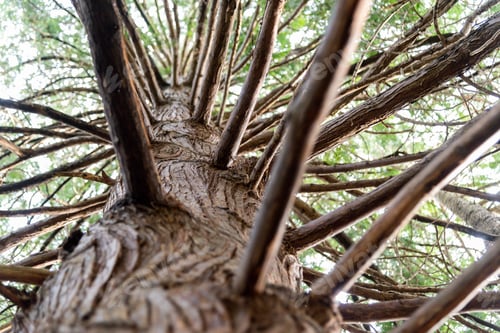 Preview: Old growth tree textured bark with many limbs jutting out, looking up trunk.