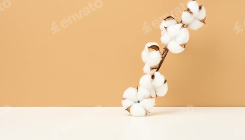 Preview: Cotton flower on pastel beige paper background, overhead. Minimalism