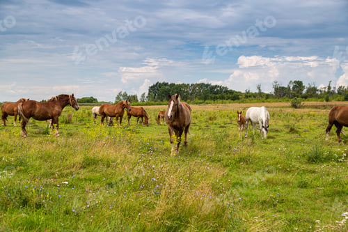 Preview: horses heavyweights walking in nature