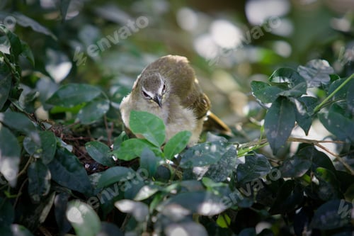 Preview: Bird perched on a green tree
