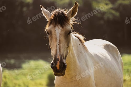 Preview: Beautiful horse at the farm