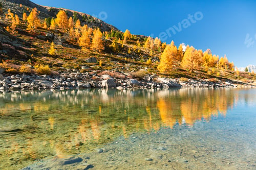 Preview: Mountain Slope and Yellow Larches in Autumn. Reflection in Lake Grunsee. Switzerland