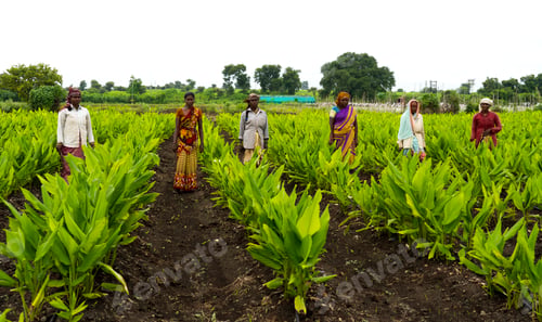 Preview: Indian farmer working at green turmeric agriculture field.