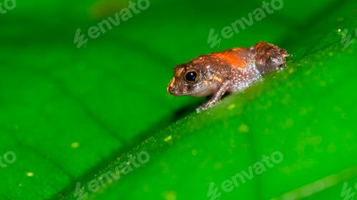 Preview: Tropical Frog, Costa Rica