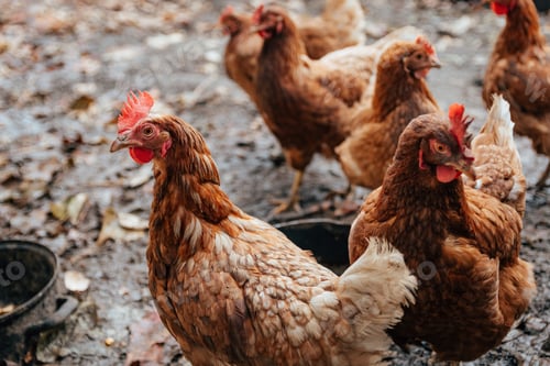 Preview: Closeup shot of a group of hens on the farm