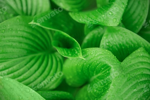 Preview: Green leaves with water drops from rain