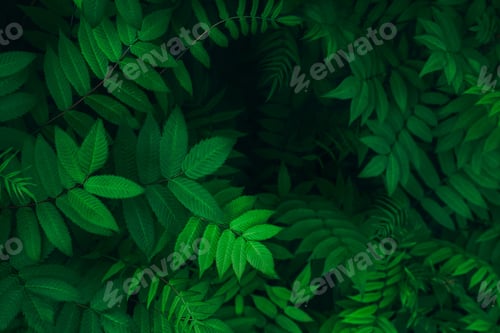 Preview: nature