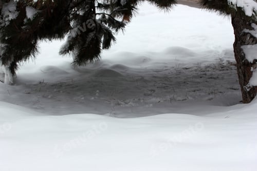 Preview: Snow on the pine tree. Winter abstract background.