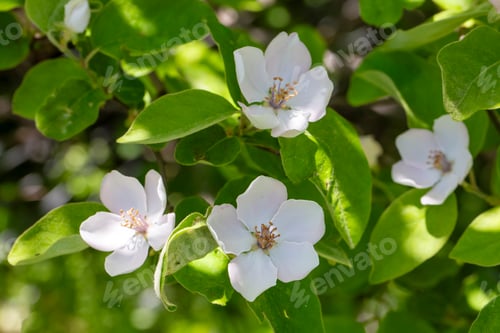 Preview: Cydonia oblonga tree flower. Quince tree blossoms in spring.