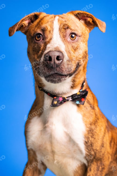 Preview: Portrait of an adorable brown and white dog with a bow tie on blue background - dog up for adoption