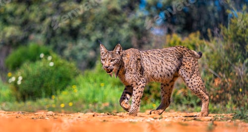 Preview: Iberian Lynx, Spain