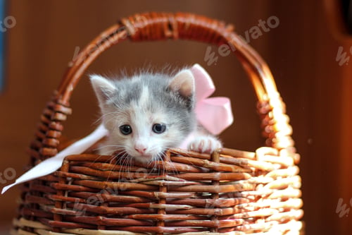 Preview: cute fluffy kitten peeking out of a wooden basket with a pink bow