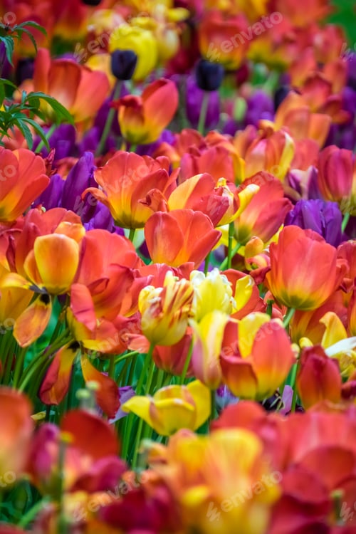 Preview: Field of red, orange and yellow tulips