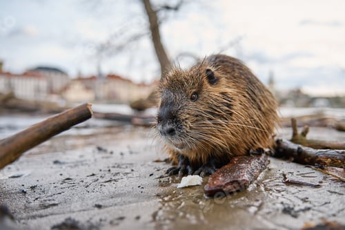 Preview: Coypu sitting near riverbank in Prague