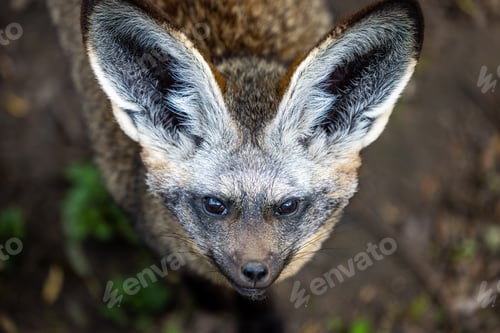 Preview: Fox relaxing on grass at the zoo