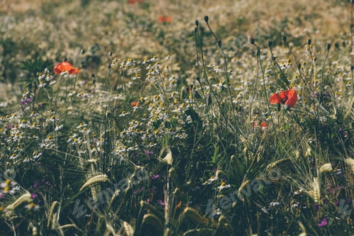 Preview: Summer field with wild flowers in bloom.