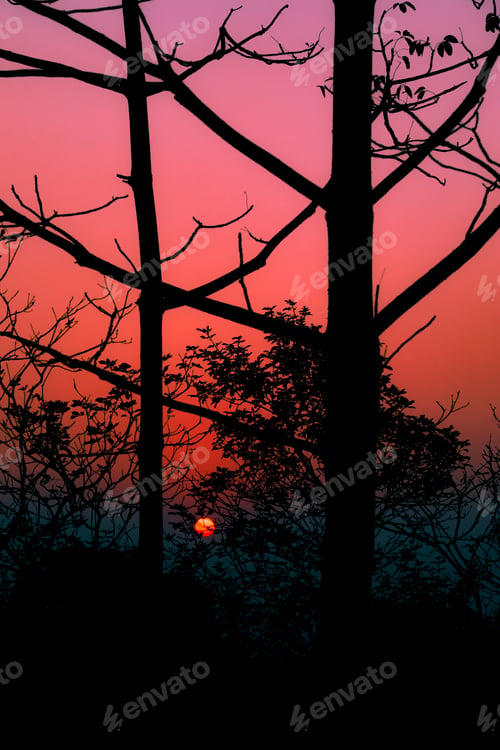 Preview: Tree branches silhouetted against a vibrant orange and pink sunset sky