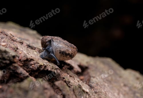 Preview: Little snail stay and move on the bark of tree with dark background.