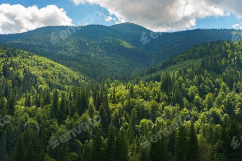 Preview: Dense green forest and Carpathian mountain under dramatic sky in summer, panoramic landscape view