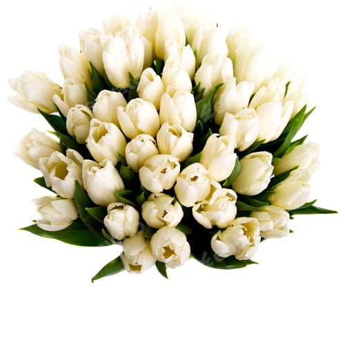 Preview: Bouquet of White Tulips on a White Background