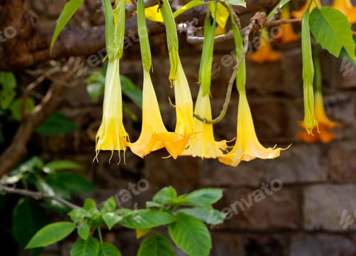 Preview: Yellow brugmansia named angels trumpet or Datura flower