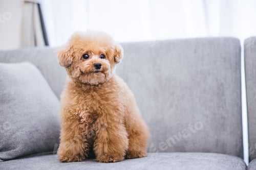 Preview: Close-up of a cute fluffy toy poodle sitting on a gray sofa