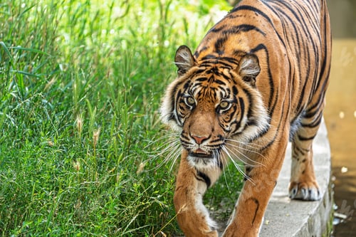 Preview: Majestic Sumatran Tiger Striding Confidently A Captivating Wildlife Portrait in Lush Greens.