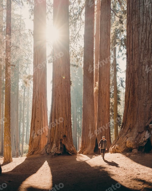 Preview: Walking Amongst the Giants in Sequoia