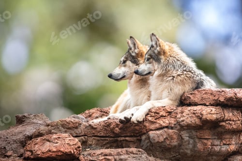 Preview: Two Mexican Gray Wolves Looking to Side