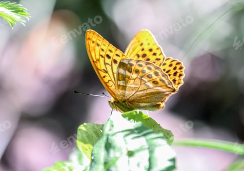 Preview: Golden butterfly