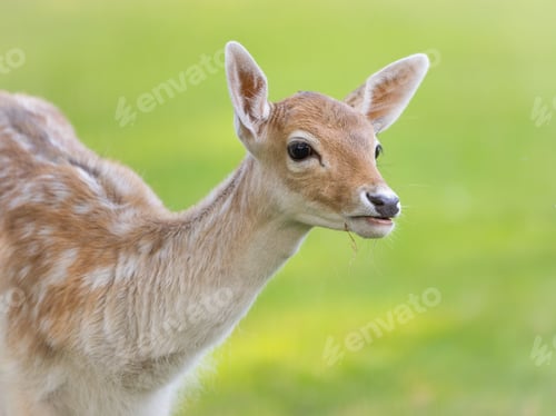 Preview: Young deer close-up with a green background.