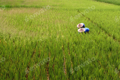 Preview: Two farmers in traditional straw hats work in a lush green rice field